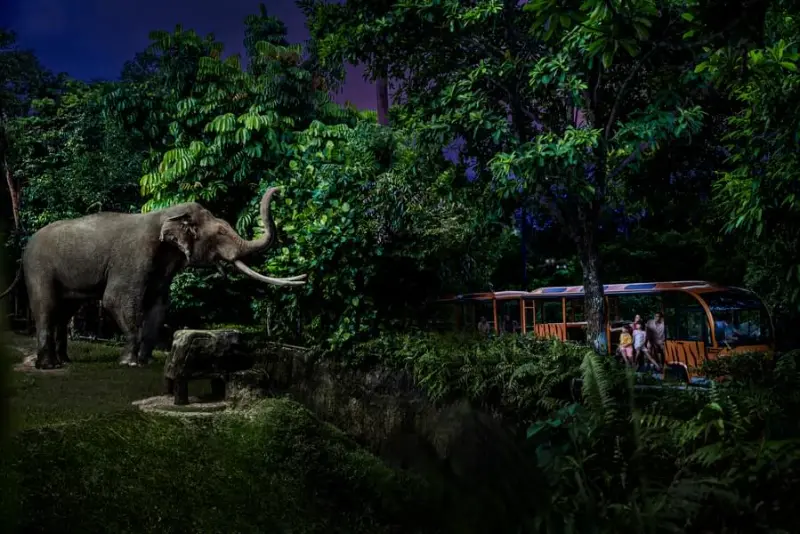 Night Safari