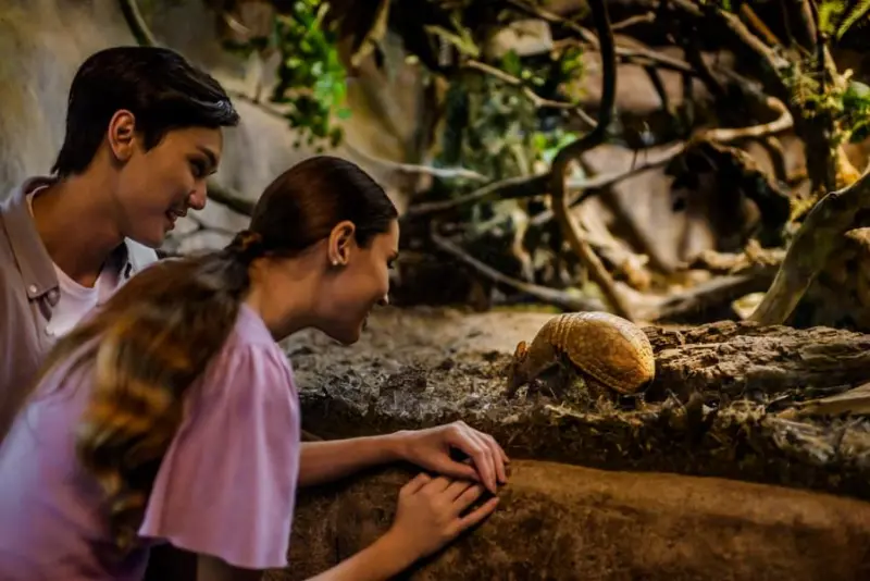 Night Safari