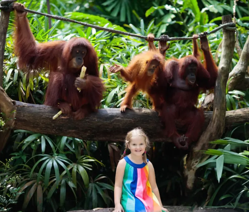 Singapore Zoo and River Safari