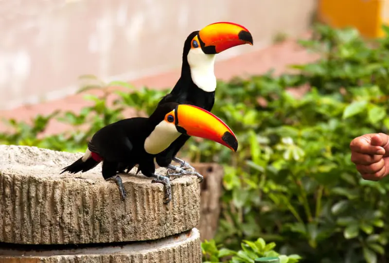 Bird Paradise