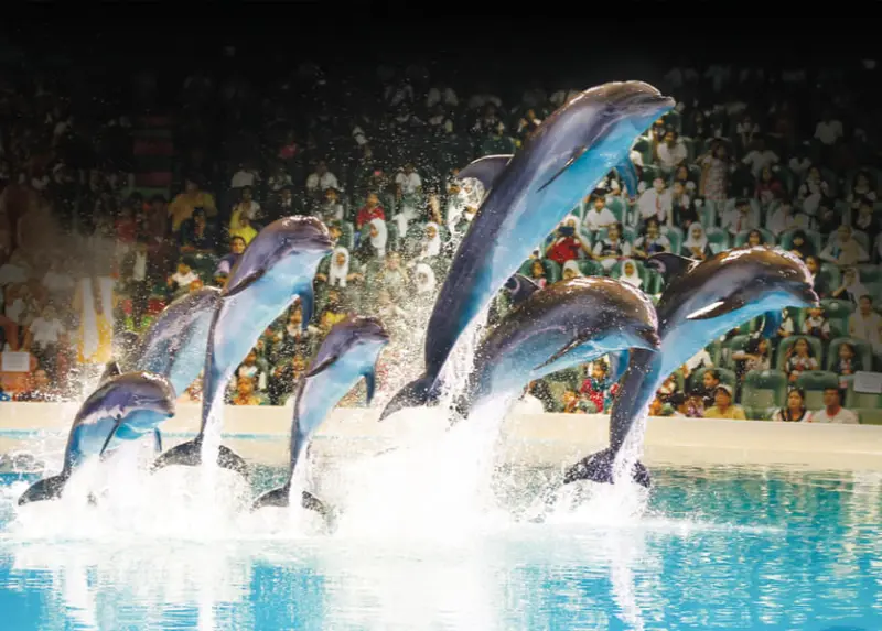 Dubai Dolphinarium