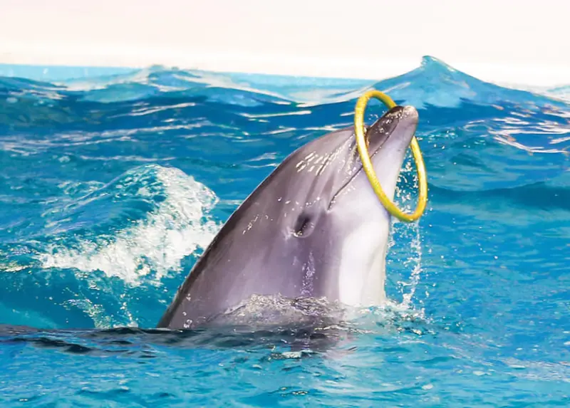 Dolphinarium with Limousine Ride