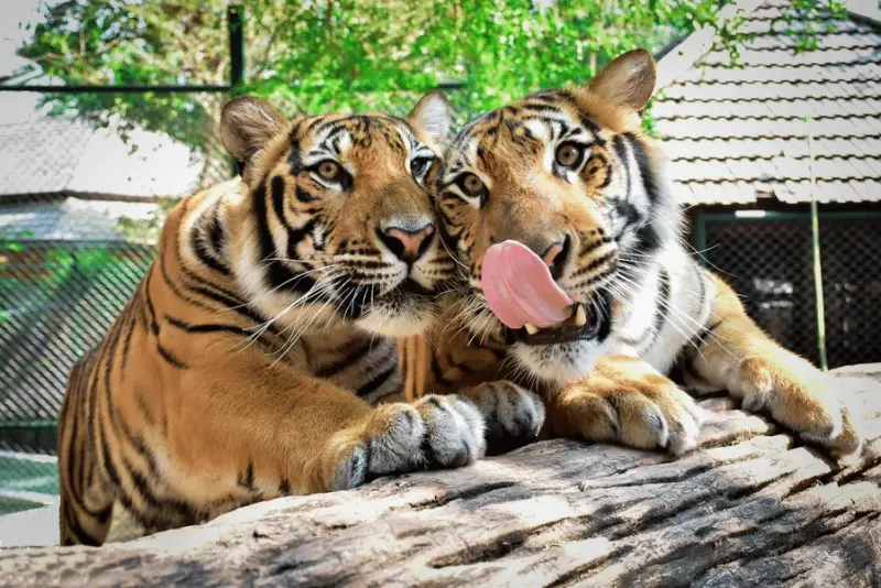 Tiger Kingdom