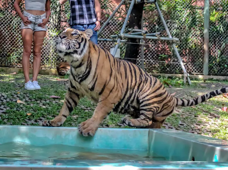 Tiger Kingdom
