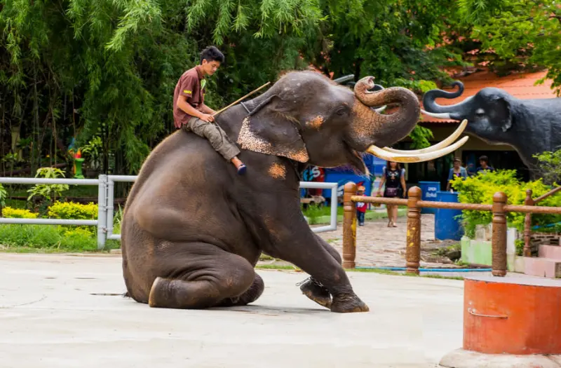 Full Day Safari World and Marine Park